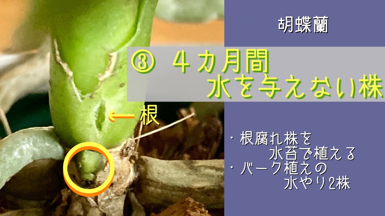 2024年6月26日　③胡蝶蘭《4カ月間水を与えない株》　バーク植え2株の水やり　白大輪の根腐れ株を水苔で植える🪴　根腐れ株の梅雨時の管理（質問リクエスト）