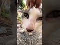 "きっとすごく可愛いと思いますよ。100％かわいい！" #cute #catvideos #tiktok #cuteness #100percent