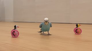 小走りするインコ