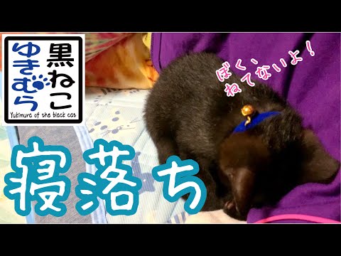 寝落ちする様子がかわいすぎる子猫　ママにくっついて寝たいの　黒ねこゆきむら