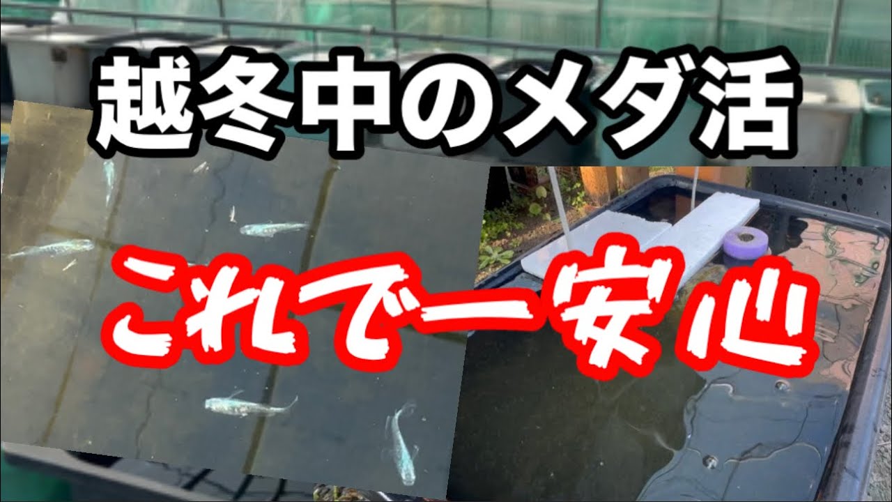 越冬中のピンポイントメダ活【めだか】