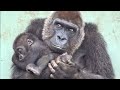 雨宿りする母親の腕の中で安心して眠るキンタロウ⭐️ゴリラGorilla【京都市動物園】Kintaro sleeps on his mom's arm evacuating from the rain.