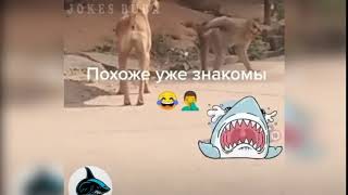 😆 Похоже Уже Знакомы ↓↓↓ приколы 2020