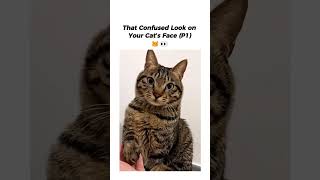 That Confused Look On Your Cats Face P1