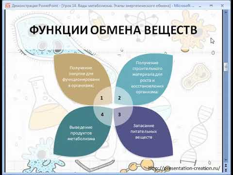 Виды метаболизма  Этапы энергетического обмена