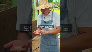 종자부터 수확까지 자연그대로의 옥수수😍