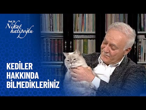 Yaratılış mucizeleri - Kediler - Nihat Hatipoğlu Sorularınızı Cevaplıyor 432. Bölüm