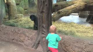 Young gorilla and toddler play peek-a-boo at the Columbus Zoo