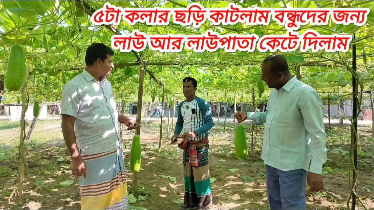 ৫টা কলার ছড়ি কাটলাম,,,বন্ধুদের জন্য লাউ আর লাউপাতা কেটে দিলাম