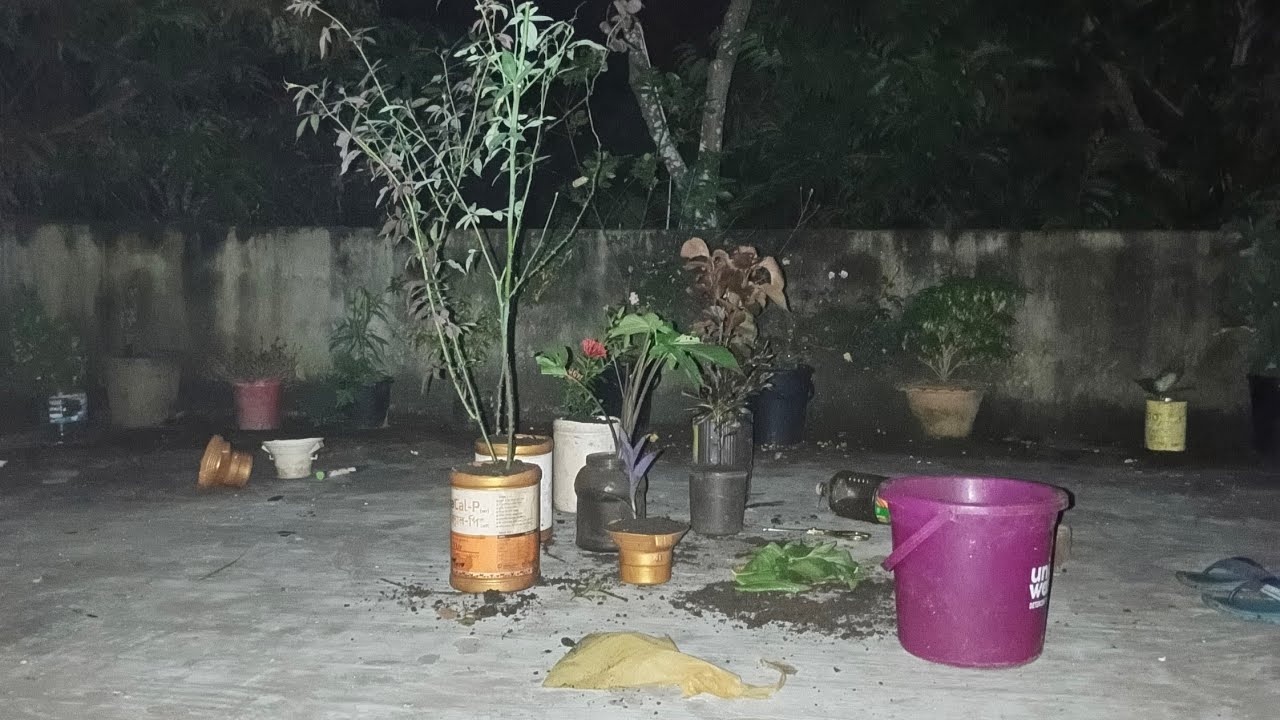 priya🌸 is live!আমাদের ছাদে কি কি গাছ আছে 🪴🌱