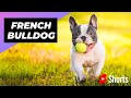 French bulldog  one of the smallest dog breeds in the world shorts