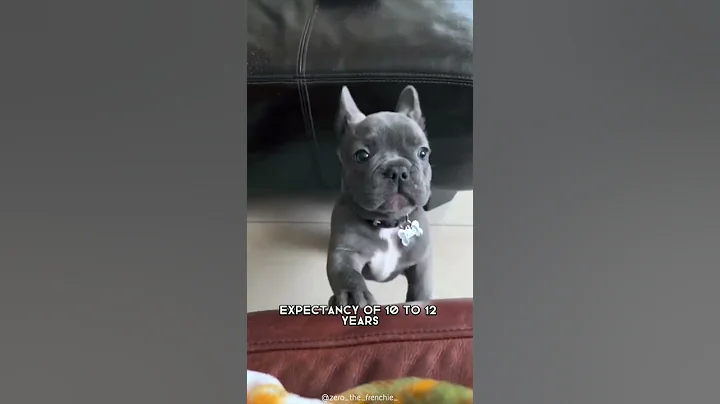 French Bulldog 🐶 One Of The Smallest Dog Breeds In The World #shorts - DayDayNews