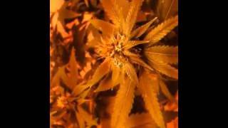 Medical marijuana indoor grow fall2010 pt. 8