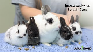 Introduction to Rabbit Care by Avian and Exotic Animal Clinic 369 views 7 months ago 4 minutes