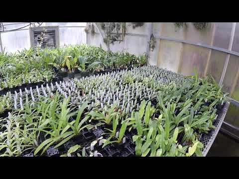 Piping Rock Orchid Visit June 2018 