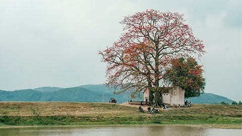 cây gạo song sinh ở thôn Tân Mỹ, xã Lãng Sơn, huyện Yên Dũng,tỉnh Bắc Giang.