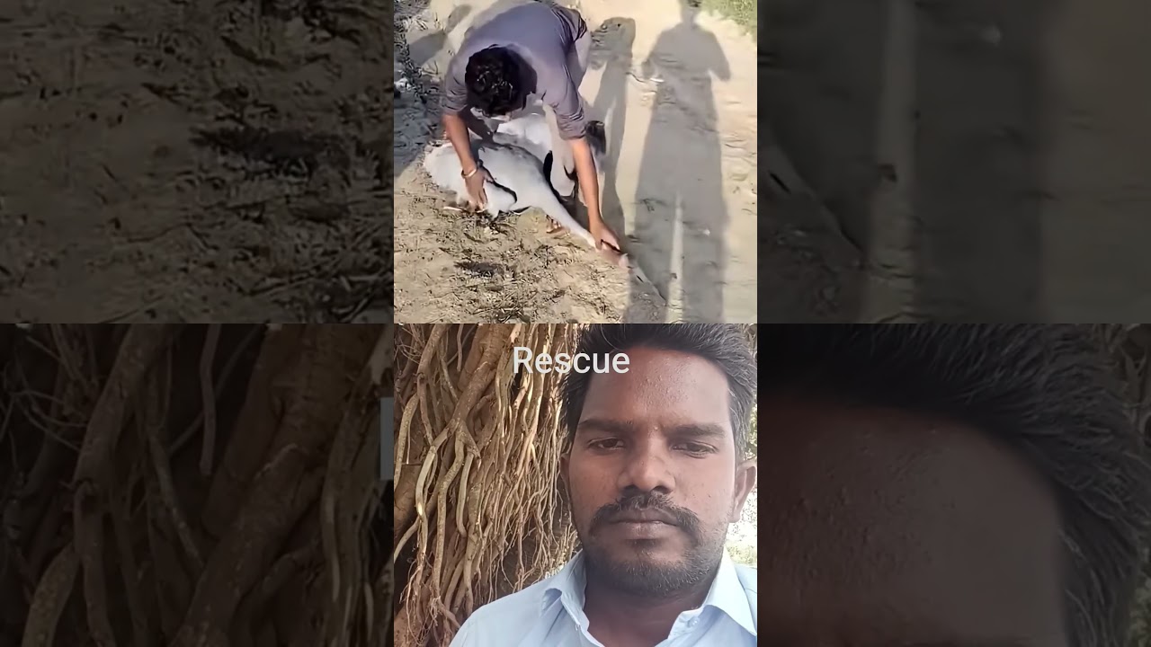 bird rescue big bird