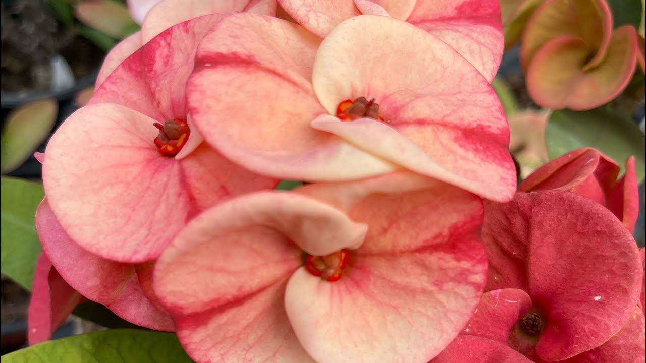 Buenas tardes a tod@s #coronasdecristo#flower#plants