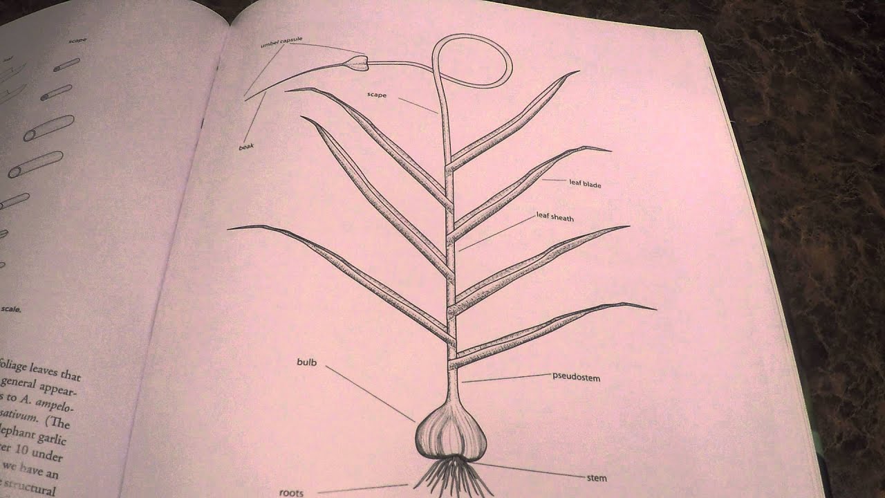 Why You Should Grow Garlic Bulbils