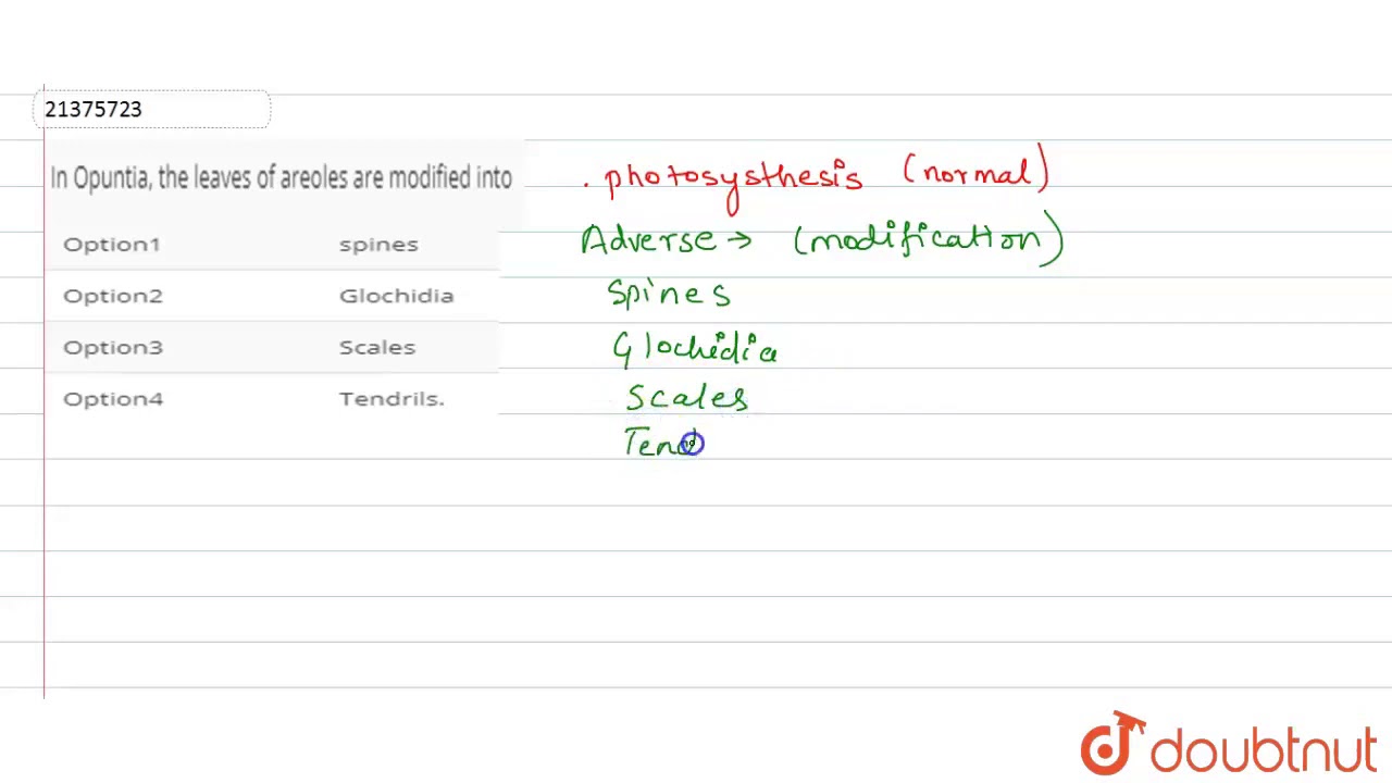 In Opuntia, the leaves of areoles are modified into