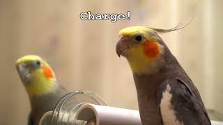 Sunny, Talking Cockatiel Extraordinaire 2017