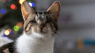 Svetlanas Rainbow. Blind Cat Svetlana 2018-2022