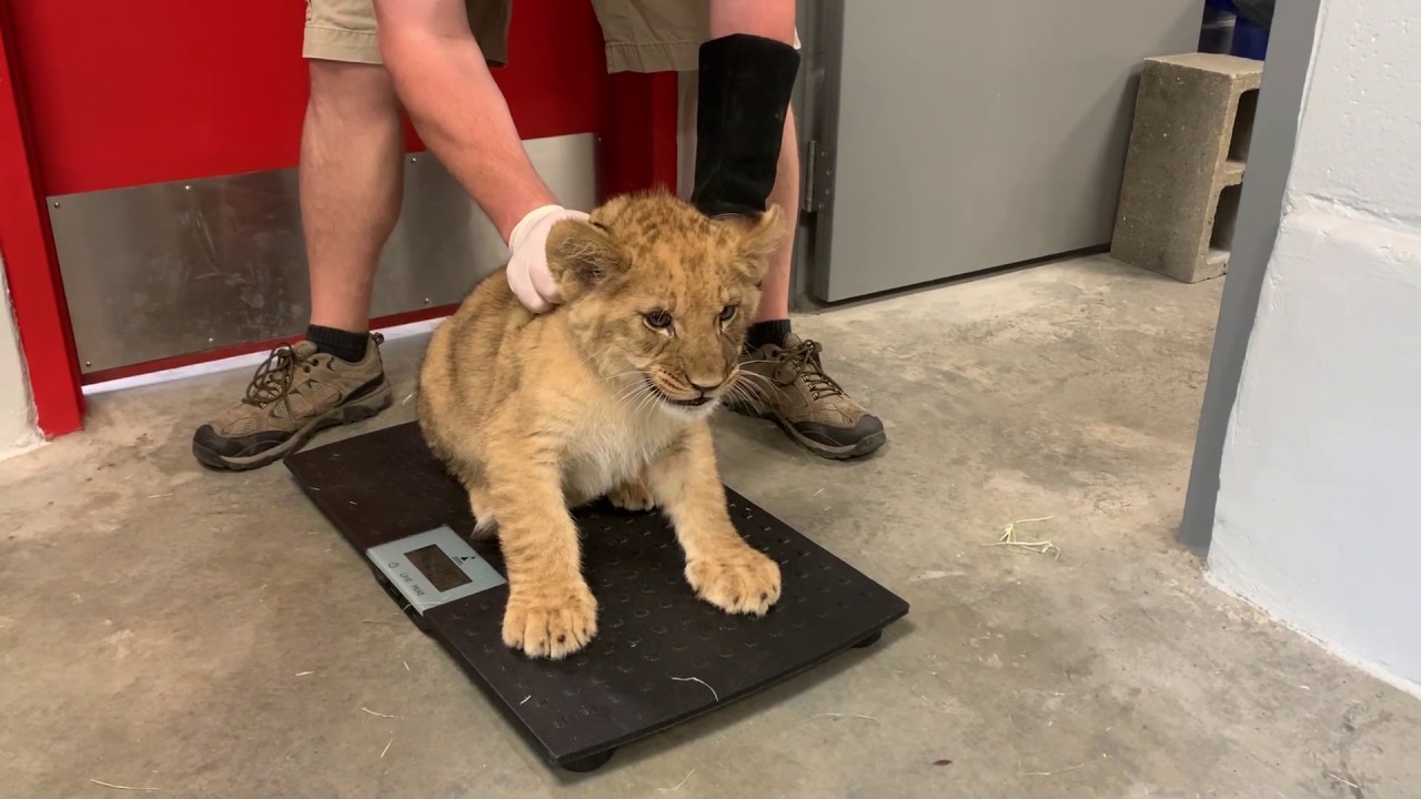 Lion Cubs Get Their Third CheckUp YouTube