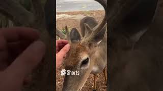 FRIENDLY, Wild DEER Wanted Me To PET Him! SO AWESOME  🔥😮👍🦌🦌 #wildlife #nature #deer