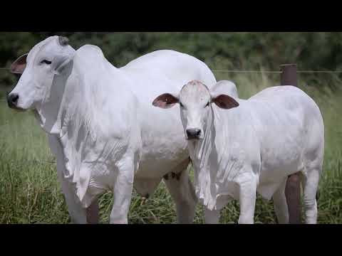 LOTE 04 - EPCF 4412 - 5º LEILÃO TERRA BRAVA, GENÉTICA ADITIVA & CONVIDADOS - EXPOZEBU 2023