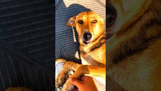 AI generated dog video #viral #AI video