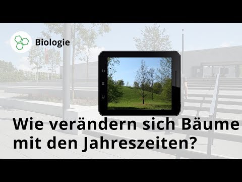 Video: Kastanie (27 Fotos): Wie Blüht Ein Baum? Beschreibung Von Blättern Und Nüssen (Früchten). Blühen. Wie Sieht Das Wurzelsystem Aus? Was Ist Das? Arten Von Kastanien