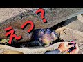 【穴釣り】水深50cmの超浅場テトラでとんでもないサイズが来ました。