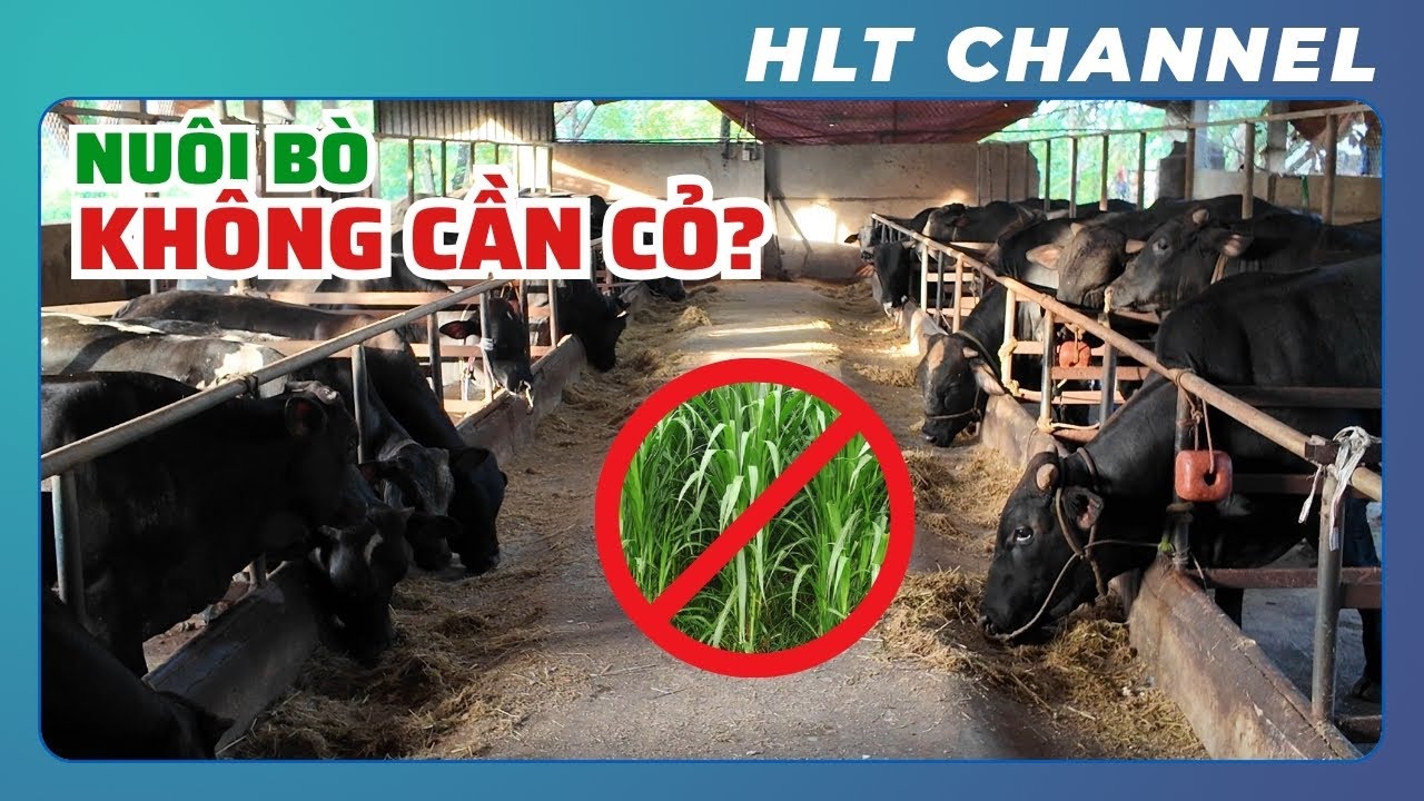 Không Có Cỏ Vẫn Nuôi Được Bò? Mô Hình Chăn Nuôi Bò Độc Lạ!