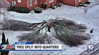 Freezing temperatures causes tree to split into quarters in Tennessee
