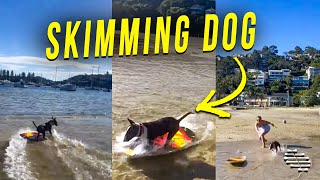 Bull Terrier Goes Skimming Soon as Owner Launches the Board