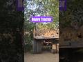Heaviest Tractor in India #usa #usashorts #usafacts #trendingshorts #tractor #tractorlover