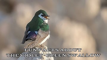 Fun Facts About the Violet-green Swallow
