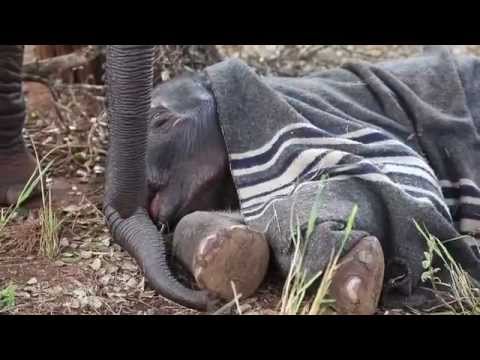orphan معنى The Rescue of Maralal