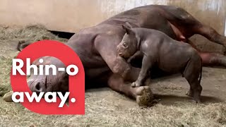 Baby rhino pesters his sleeping mother to play with him | SWNS