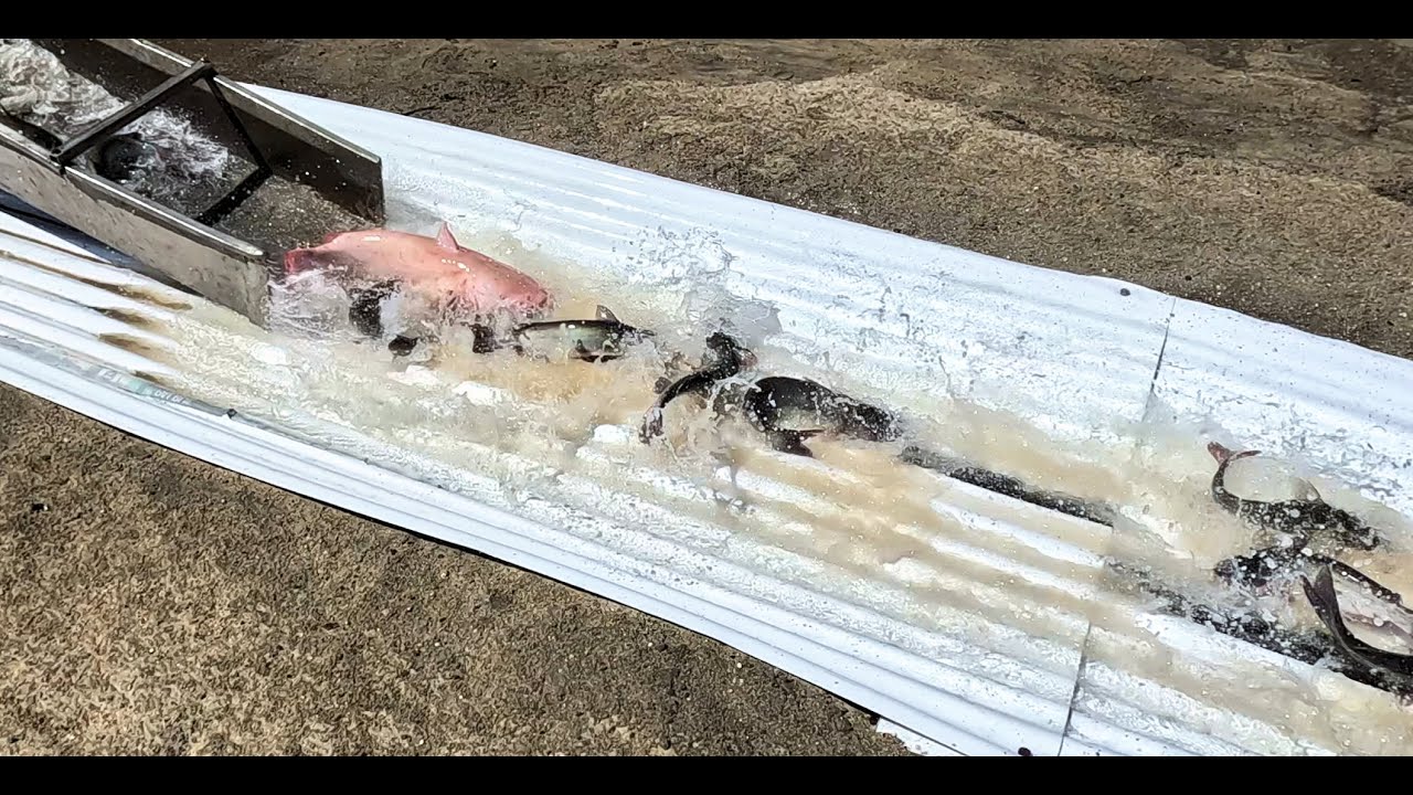 9/4/25 HEAVY STOCKING OF HUGE TILAPIA & BIG CATFISH AT SANTA ANA RIVER LAKES