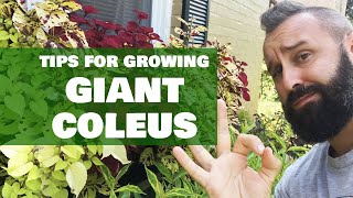 Tips For Growing GIANT Coleus