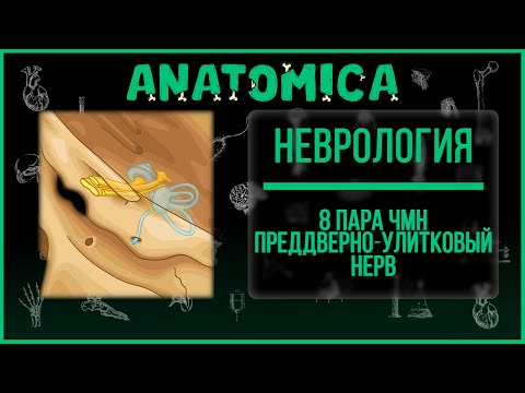 8 пара ЧМН Преддверно  - улитковый нерв / Анатомия и краткий обзор / Неврология