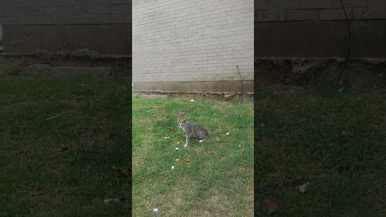 New Kids On the Block Cats