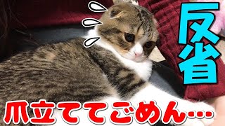 叱られて反省する子猫【スコティッシュフォールド】【Scottish Fold】