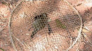 Trampa para pajaros screenshot 3