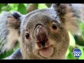 An absolutely fascinating animal: the history of Koalas in everyday life