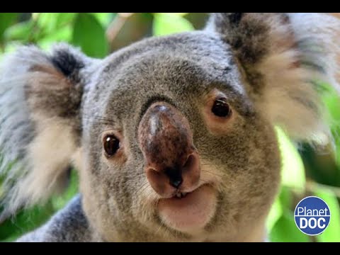 An absolutely fascinating animal: the history of Koalas in