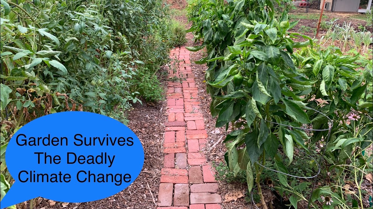 Garden Survives The Deadly Climate Change - YouTube