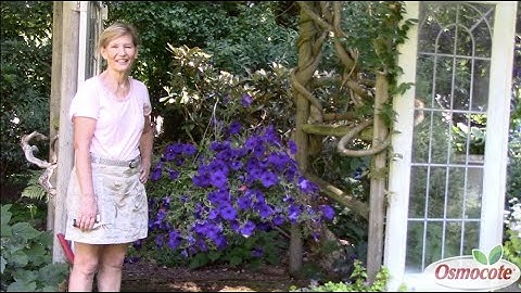 How to Properly Prune Petunia Baskets