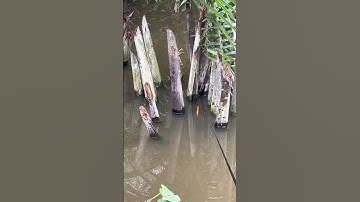 Câu cá rô đồng